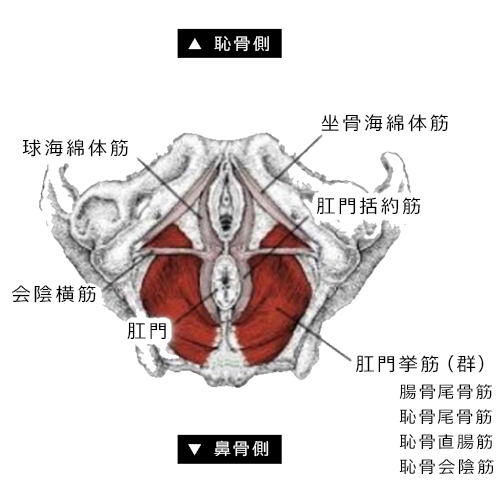 膣ハイフ